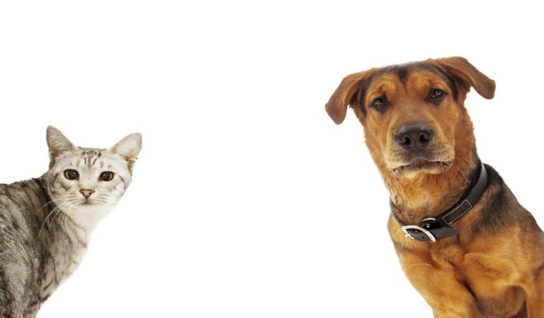 3 Tips For Determining The Right Dosage Of CBD Oil For Pets