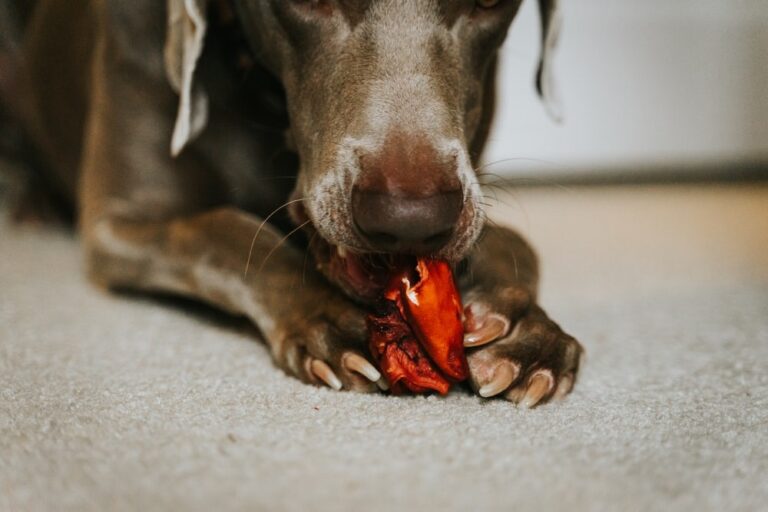 Do CBD Dog Treats Actually Work?
